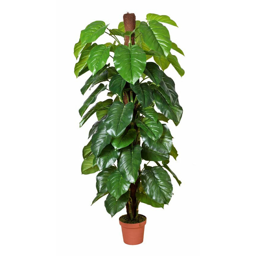 Money Plant (Aureus) 185cm