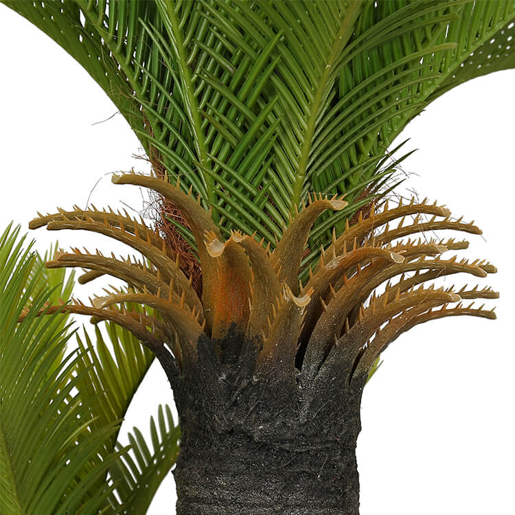 No Pot Multi Trunk Sago Cycad 130cm