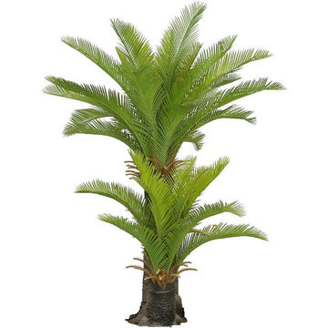 No Pot Multi Trunk Sago Cycad 130cm