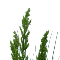 Flowering Native Grass 120 cm